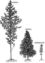 Cannabis typy Cannabis typy